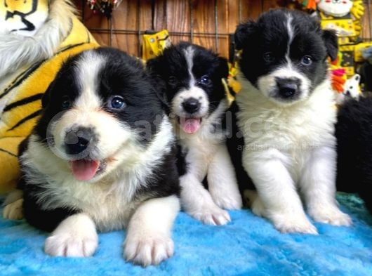 Dunyani̇n En Zeki̇ Irki Border Collie