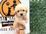 Küçük Maltipoo Oğlum
