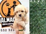 Küçük Maltipoo Oğlum