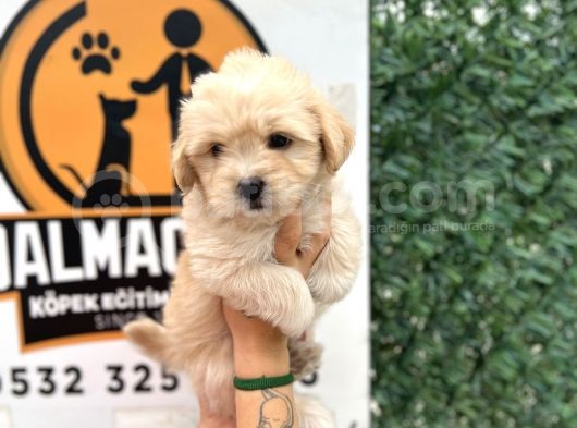 Küçük Maltipoo Oğlum görsel