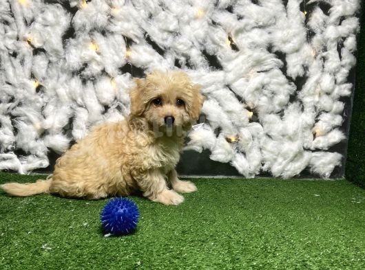 Yeni̇ Malti̇poo Yavrulari Kuzeypuppi̇es Garanti̇si̇ görsel
