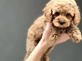 Orji̇nal Toy Poodle Yavrularimiz