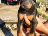 Irk Garantılı Doberman Yavrular