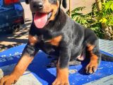 Irk garantılı doberman yavrular