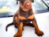 Irk Garantılı Doberman Yavrular
