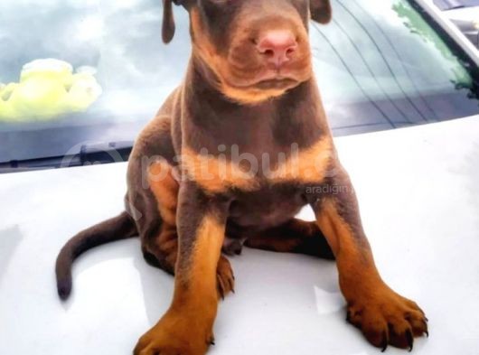 Irk Garantılı Doberman Yavrular görsel