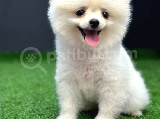 4 Aylık  Erkek Pomeranian Yavrular görsel