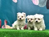 Resmi̇ Üreti̇ci̇den Maltese Terri̇er Yavrular