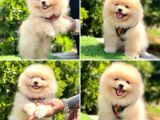 Pomerani̇an Boo Bebekleri̇mi̇z