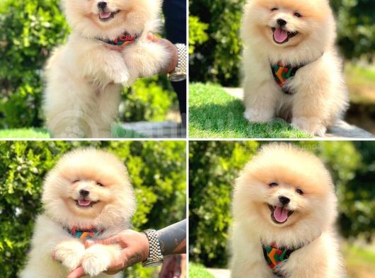 Pomerani̇an Boo Bebekleri̇mi̇z görsel