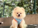 Pomeranian Pigo Yavrular