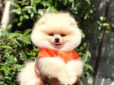 Ayı Surat Pomeranian Yavrularımız