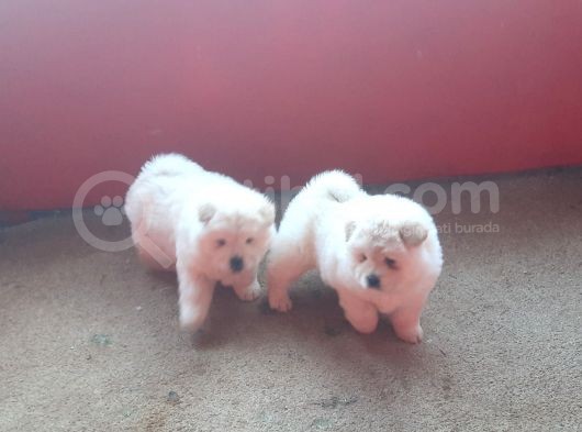 Denizliden Chow Chow Yavrularmz görsel