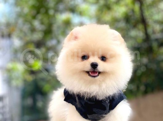 Pomeranian Boo Yavrular görsel