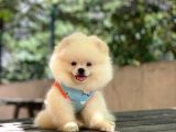 Pomeranian Pigo Yavrular