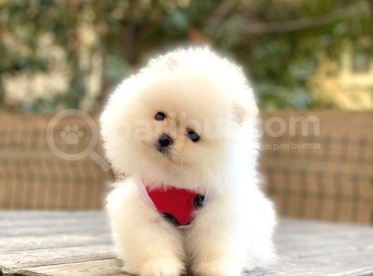 Elit Pomeranian Boo Yavrular