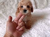 Mini Maltipoo Yavru