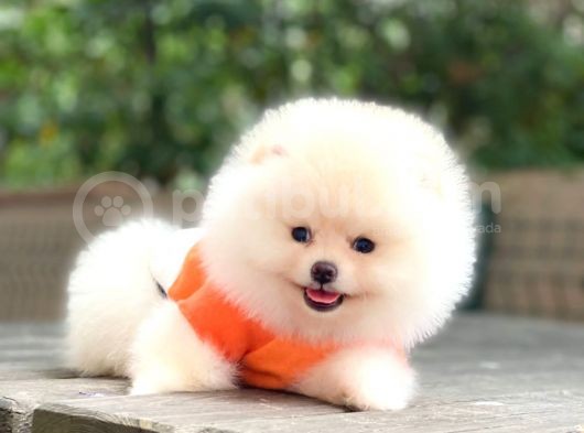 Tedy Bear Pomeranian Minnak Yavrular görsel