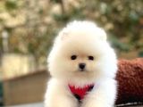 Elit Pomeranian Boo Yavrular