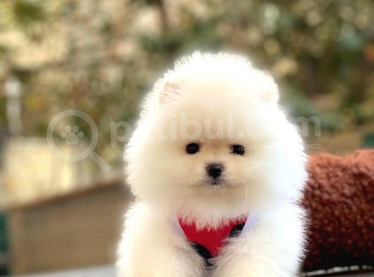 Elit Pomeranian Boo Yavrular görsel