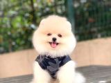 Pomeranian Boo Yavrular