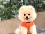 Pomeranian Pigo Yavrular