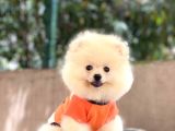 Pomeranian Pigo Yavrular