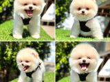 Pomerani̇an Boo Bebekleri̇mi̇z