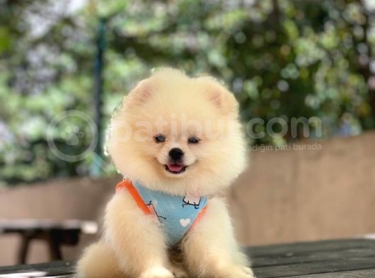 Pomeranian Pigo Yavrular görsel