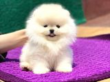 Elit Pomeranian Boo Yavrular