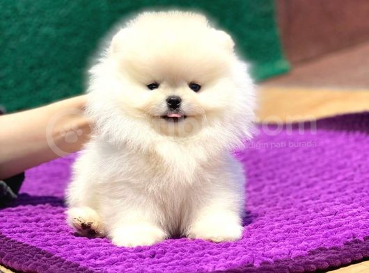 Elit Pomeranian Boo Yavrular görsel