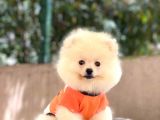 Pomeranian Pigo Yavrular