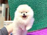Elit Pomeranian Boo Yavrular