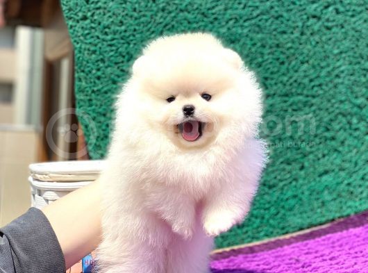 Elit Pomeranian Boo Yavrular görsel