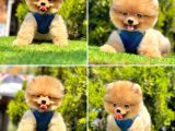Pomerani̇an Boo Bebekleri̇mi̇z