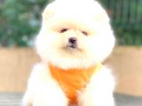Ayicik Pomerani̇an Boo