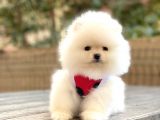 Elit Pomeranian Boo Yavrular