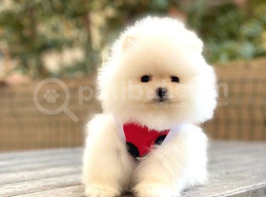 Elit Pomeranian Boo Yavrular görsel