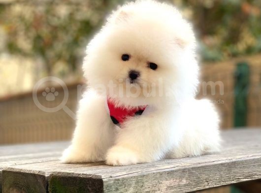 Elit Pomeranian Boo Yavrular görsel
