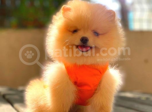 Krem Teddy Face Di̇şi̇ Pomerani̇an