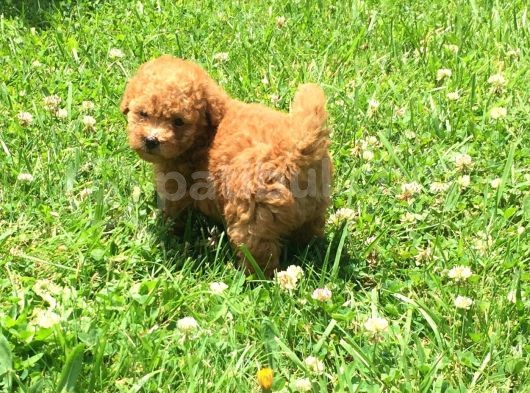 Safkan Toy Poodle Yavrular görsel