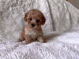 Mini Maltipoo Yavru