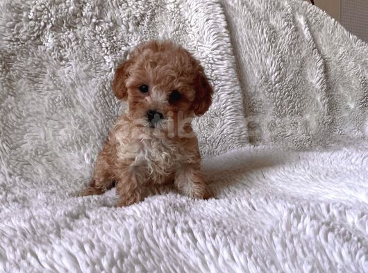 Mini Maltipoo Yavru görsel