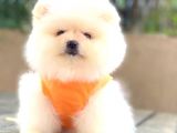 Ayicik Pomerani̇an Boo