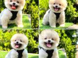Pomerani̇an Boo Bebekleri̇mi̇z