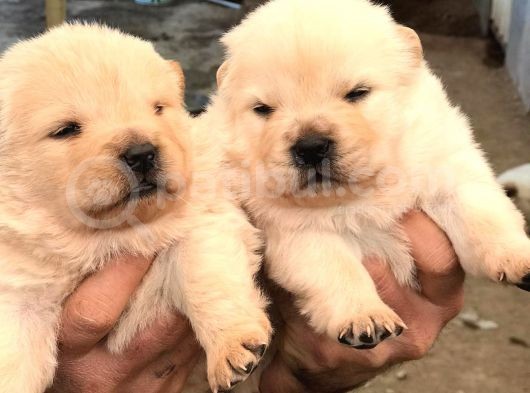 Denizliden Chow Chow Yavrularmz görsel