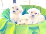 Kar Beyazı Maltese Terrier Bebekler