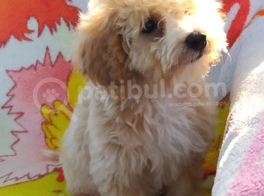 Sevimli Maltipoo Dişi görsel