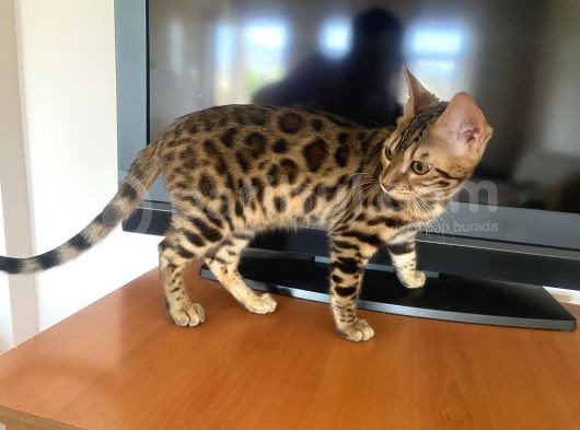 4 Aylik Bengal Kedi̇si̇