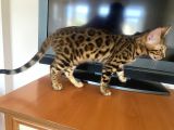 4 Aylik Bengal Kedi̇si̇
